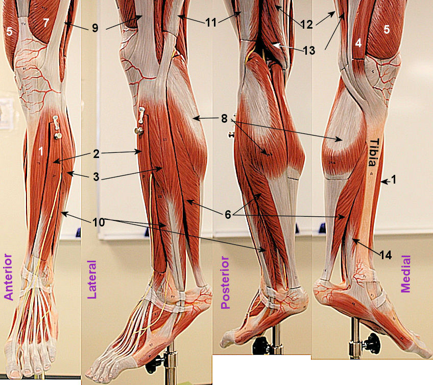 A model of a human leg showing the superficial muscles. 