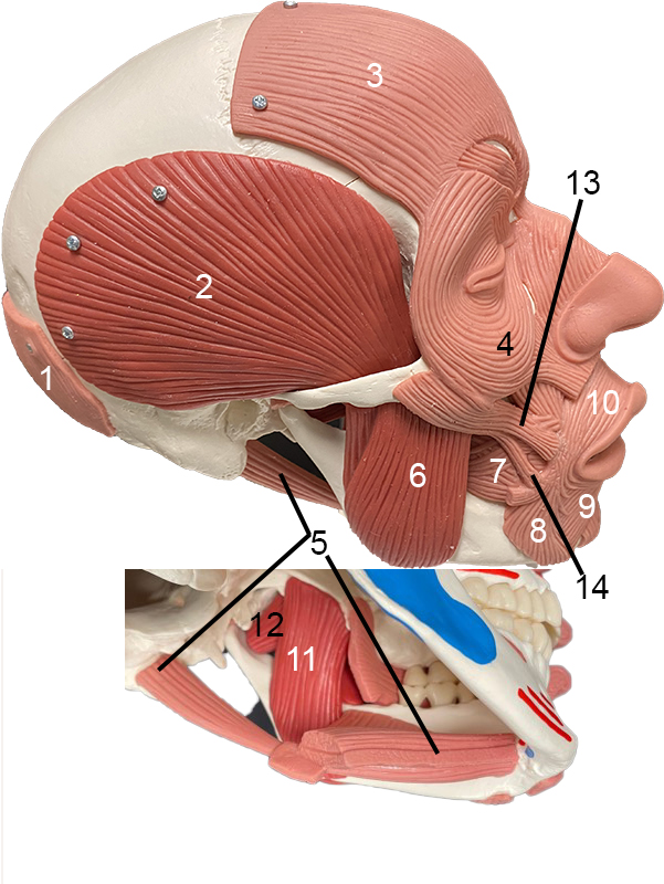 A model of a skull with facial muscles numbered.