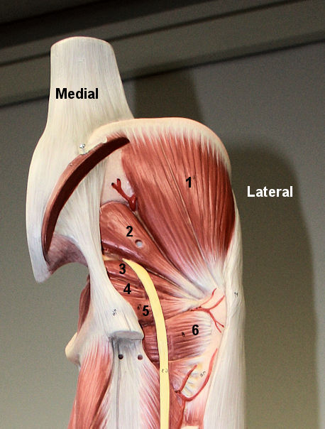 A picture showing deep hip muscles from the posterior view