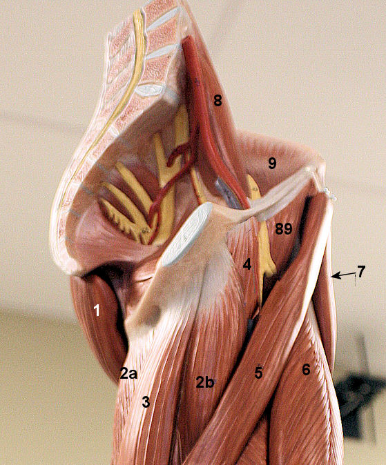 hipflexor Muscles