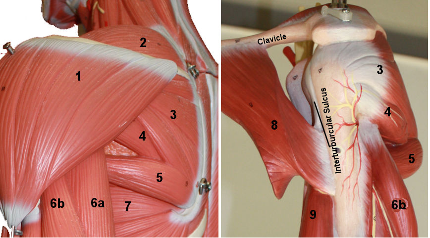 Deep posterior Muscles