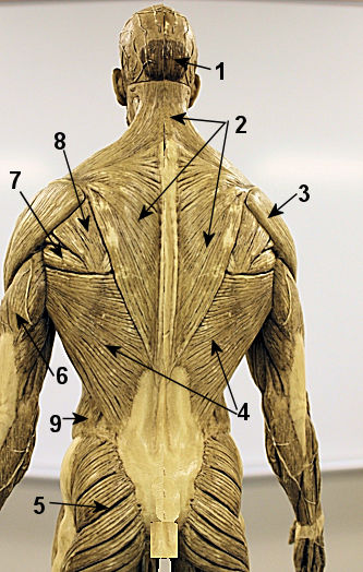 Superfical posterior Muscles