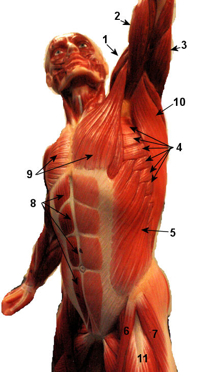 Deep Anterior Muscles