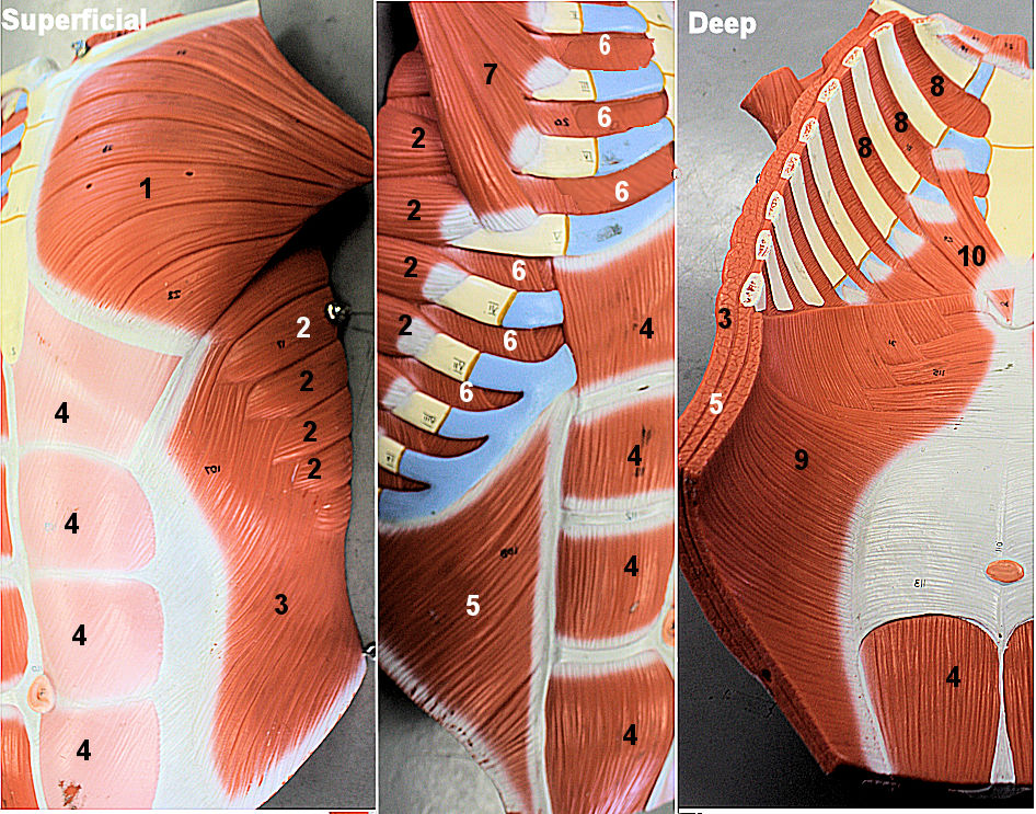  Anterior Muscles