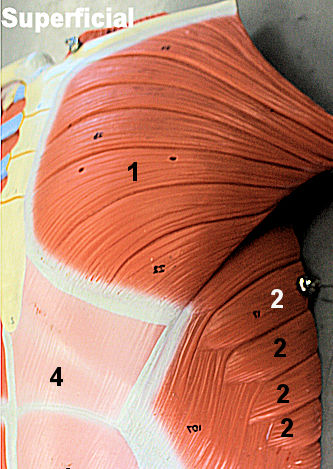 thoracic