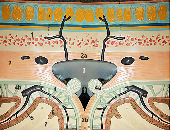 Meningeal Layers