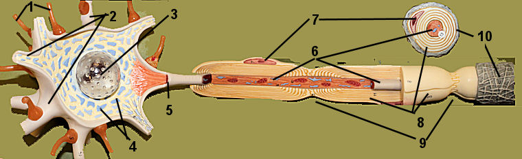 Green Neuron Model