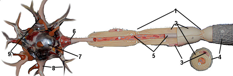 Green Neuron Model