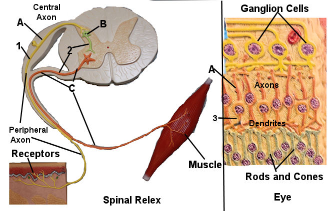 Types of neurons