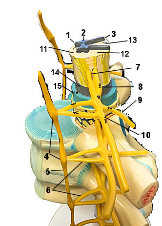 Sympathetic trunk and spine