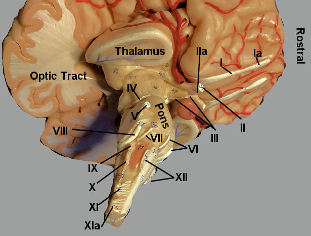 cranial nerves