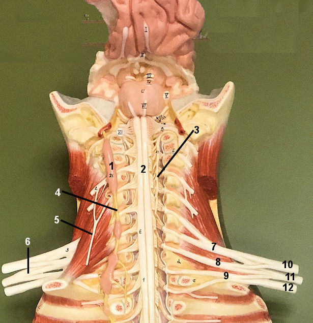 cervical spine