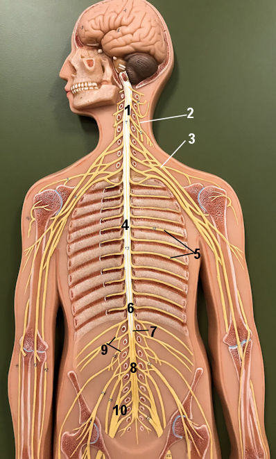 whole spine