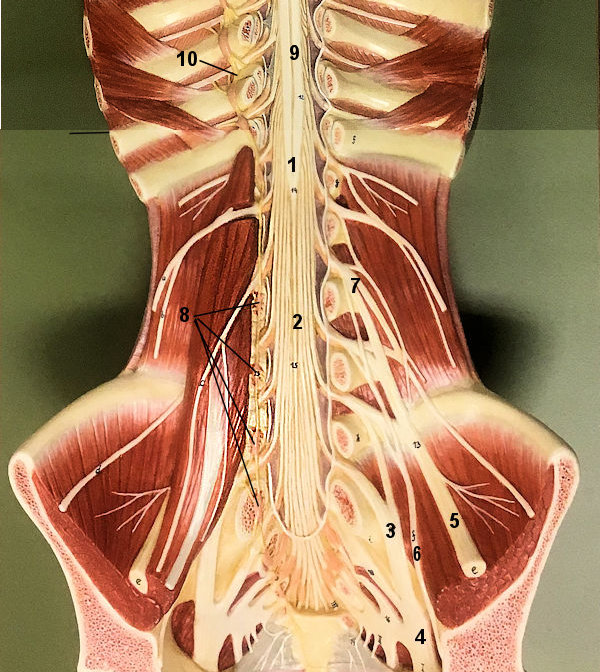 lumbar spine