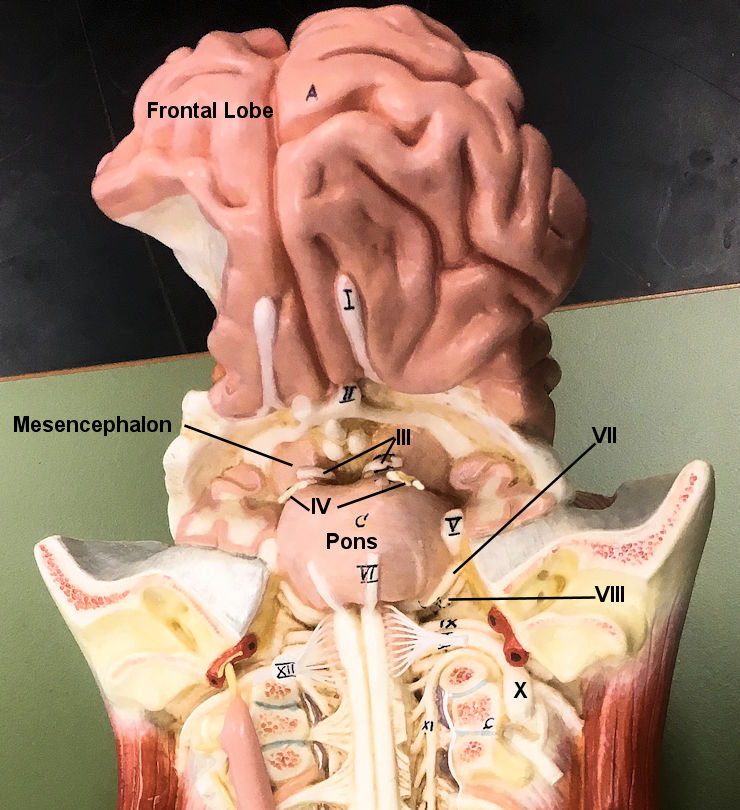 Cranial nerves