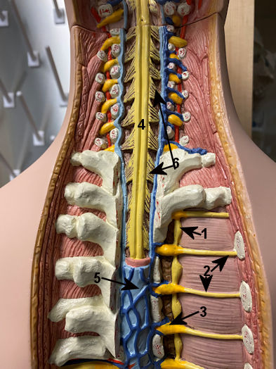 Symp trunk