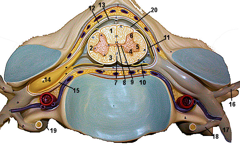 c6 spine model