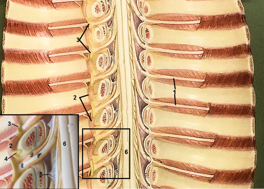 thoracic spine