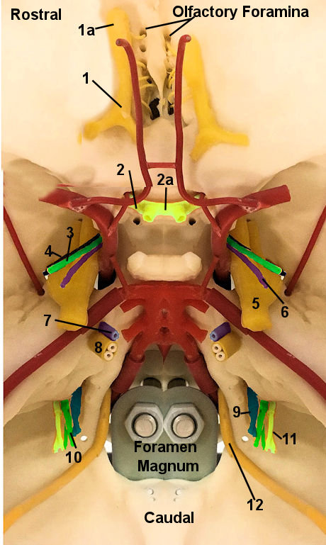 Cranial nerves