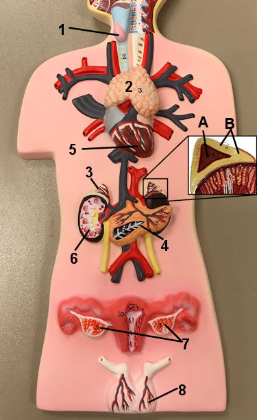 Endocrine structures of the body