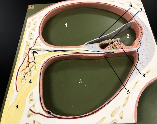 ducts of cochlea