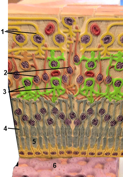 ducts of cochlea