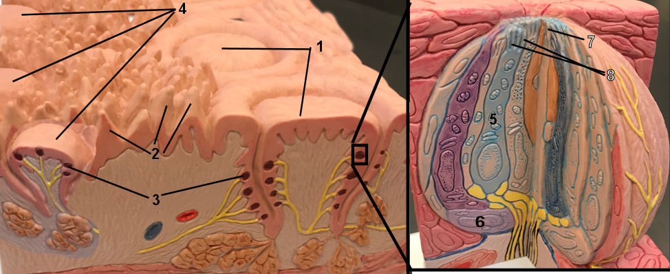 Mouth